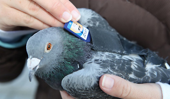 Pigeon-Send-SD-card.jpg