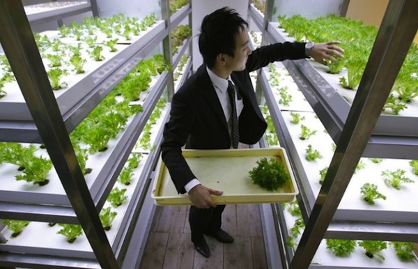 An employee harvests vegetables grown under Hybrid Electrode Fluroescent Lamps inside of an office of Pasona Group in Tokyo